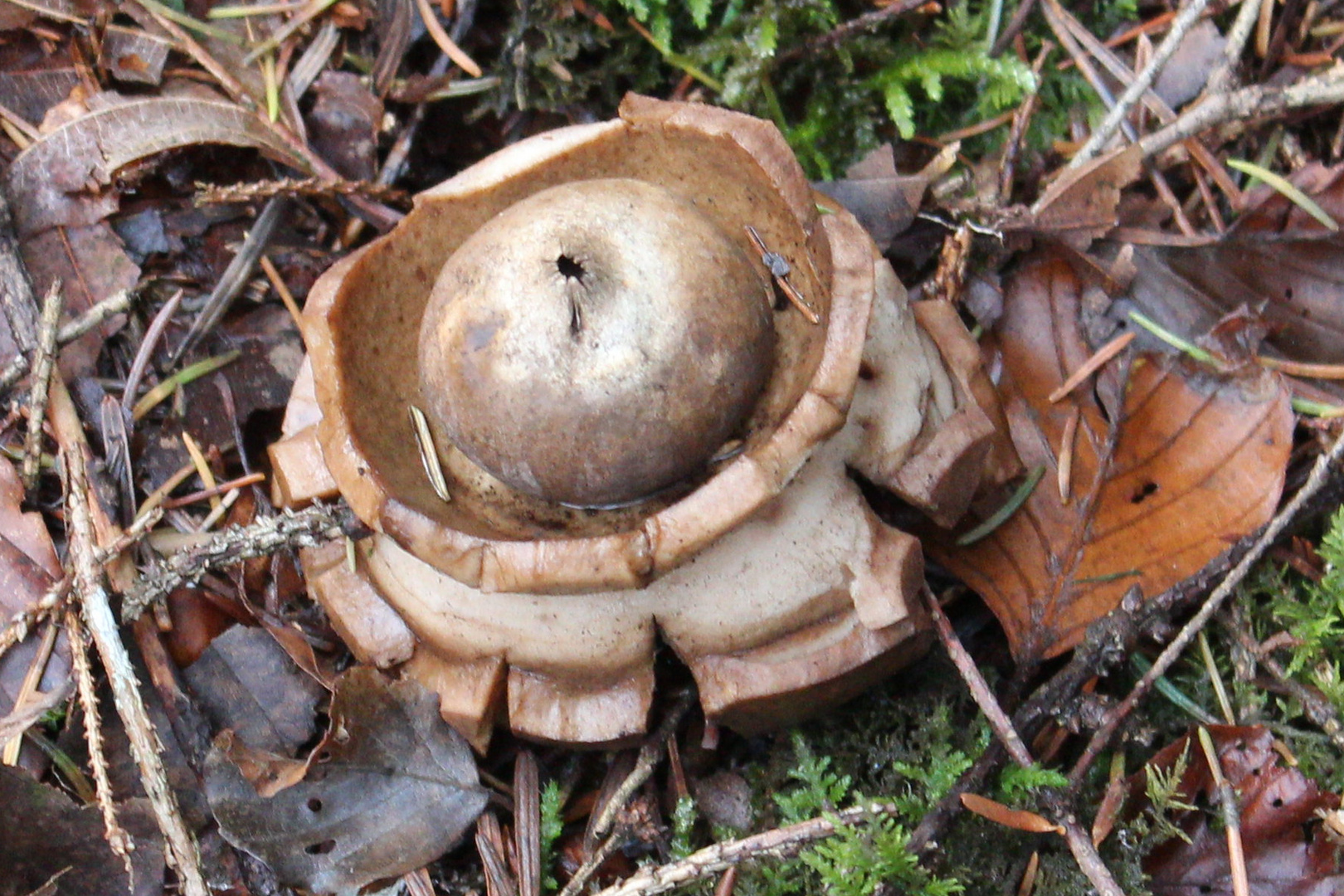 Pilz mit Kamin?