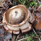 Pilz mit Kamin?