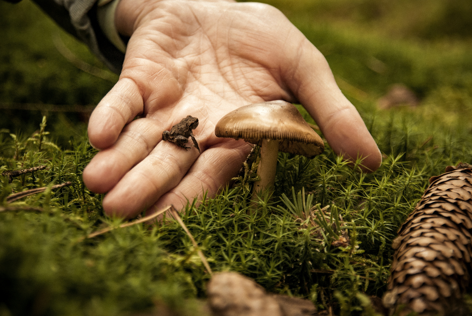 Pilz mit kleinem Freund