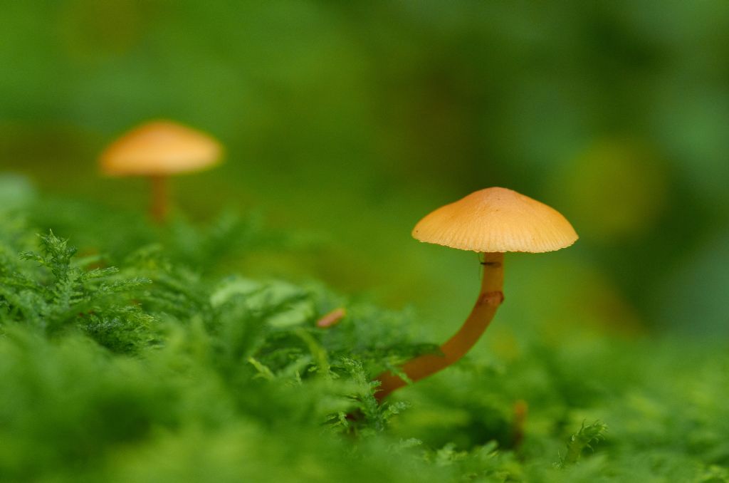 Pilz mit kleinem Untermieter
