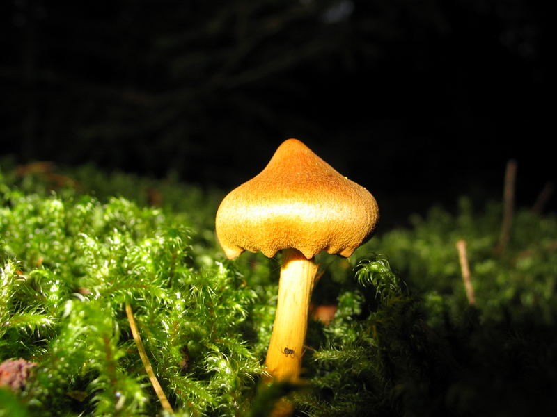 Pilz mit kleiner Spinne