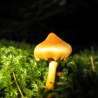 Pilz mit kleiner Spinne