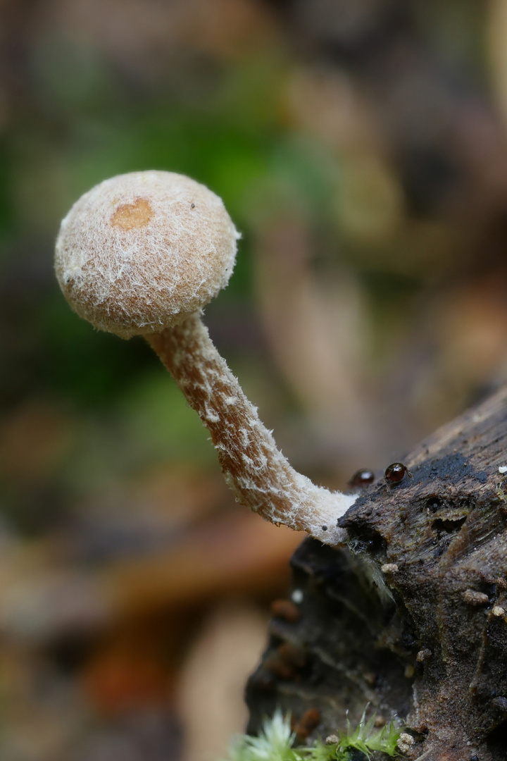 Pilz mit Kugelspringer