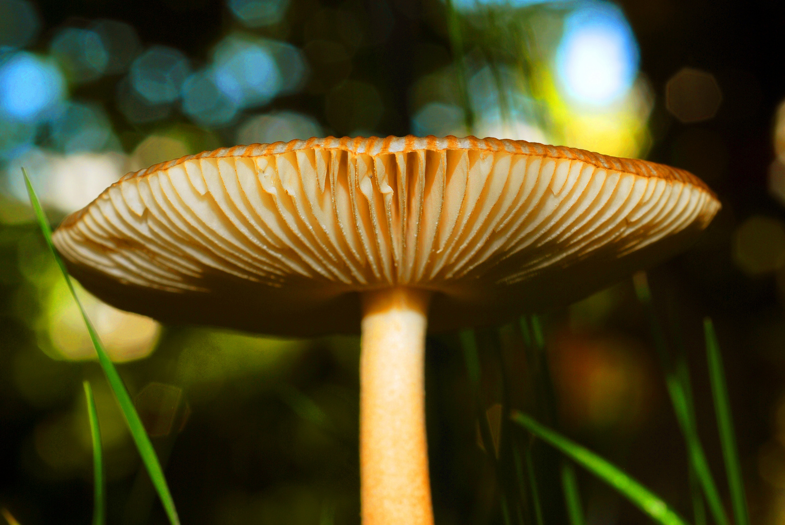 Pilz mit Lamellen Foto & Bild pflanzen, pilze & flechten, pilze & flechten, pilz mit lamellen Pilz mit Lamellen Foto & Bild pflanzen, pilze & flechten, pilze & flechten, pilz mit lamellen