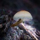 Pilz mit Leuchtschirm-