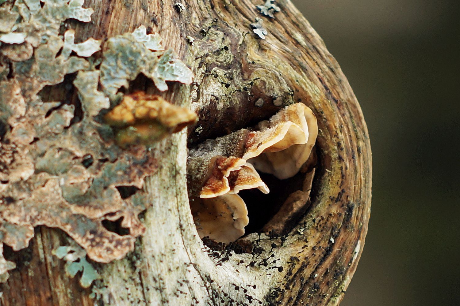 Pilz mit Logenplatz