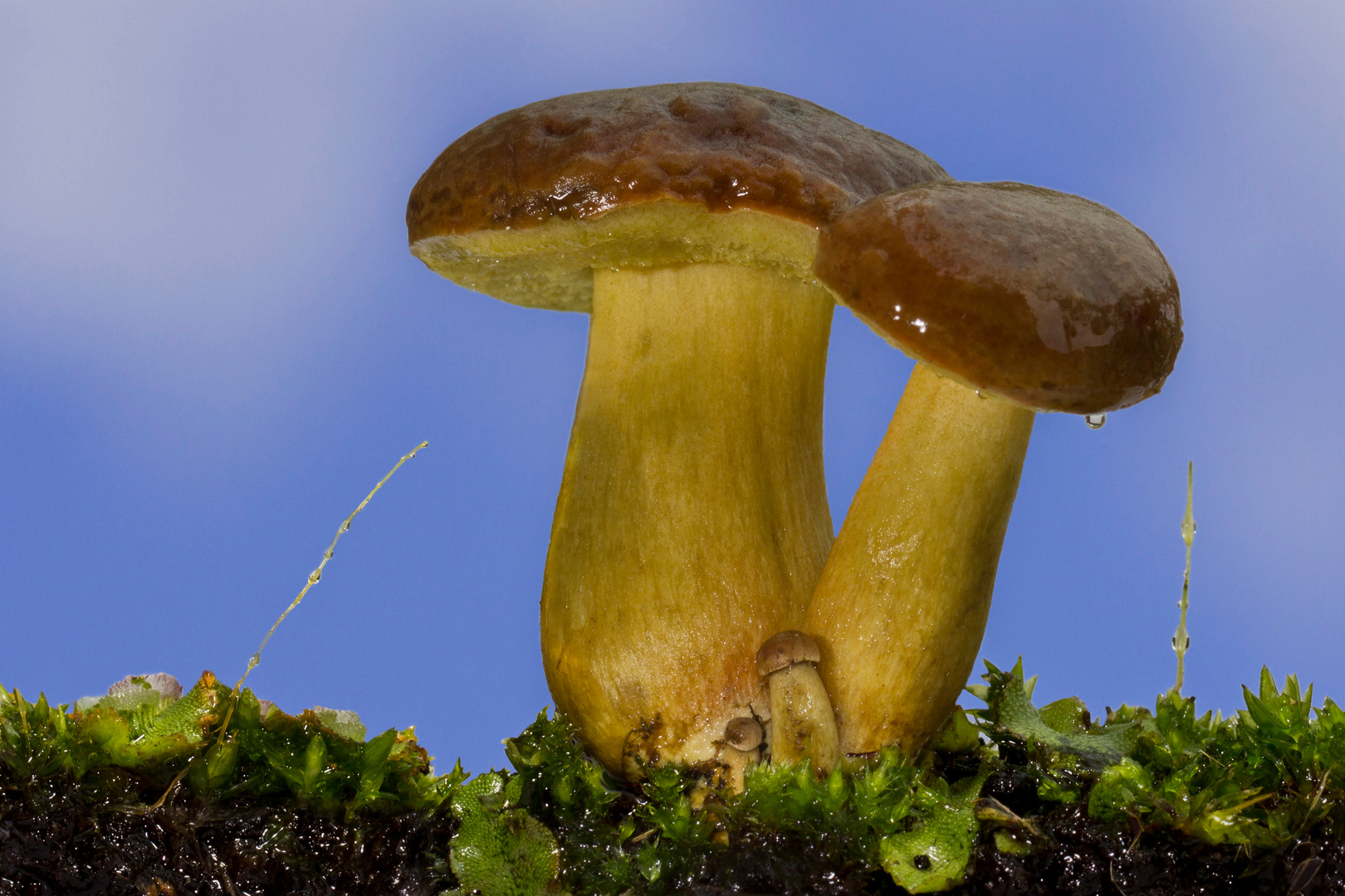 Pilz mit Nachwuchs