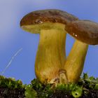 Pilz mit Nachwuchs