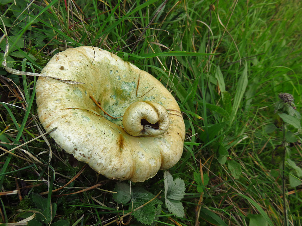Pilz mit Nase Foto &amp; Bild pflanzen, pilze &amp; flechten, pilze