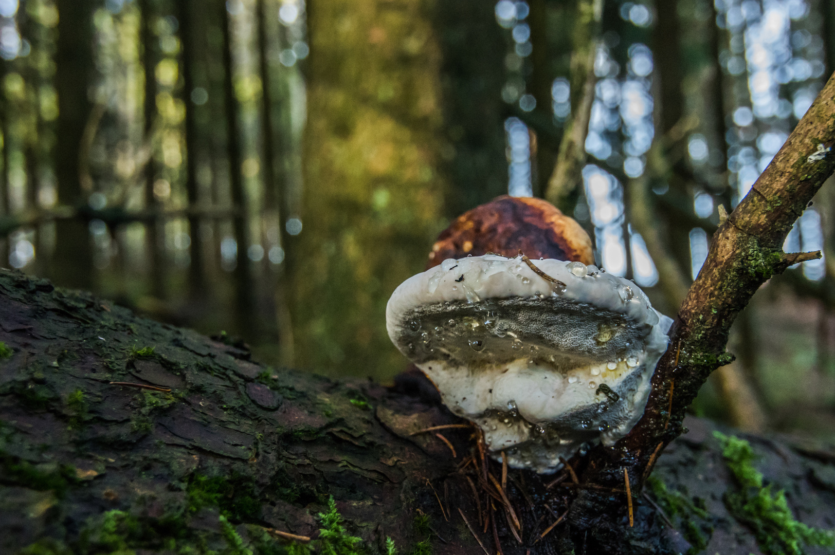 Pilz mit Perlen