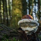 Pilz mit Perlen