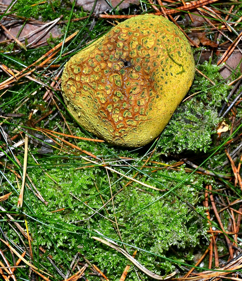 Pilz mit Pilzbefall