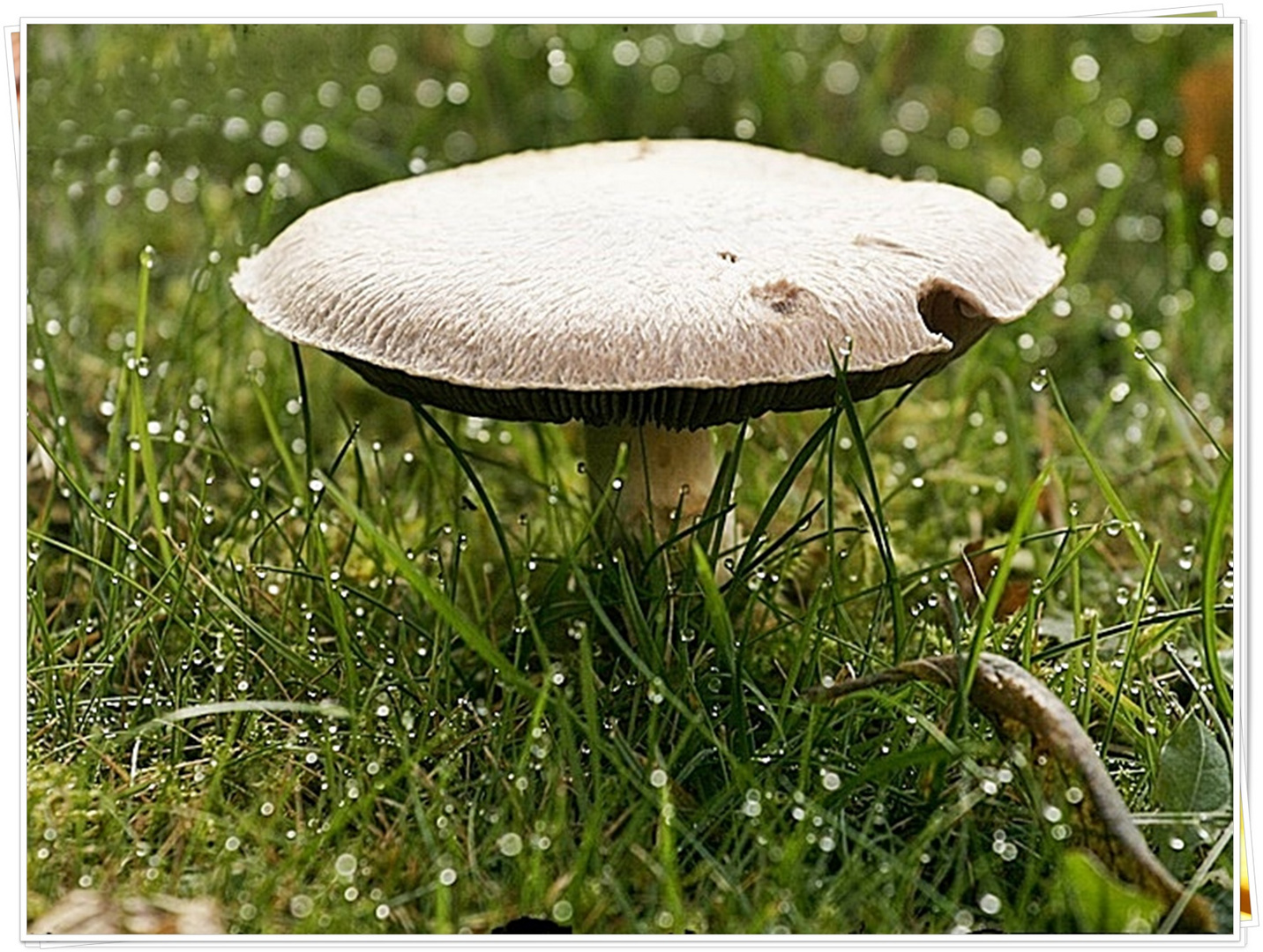 PILZ mit Rasentröpfchen