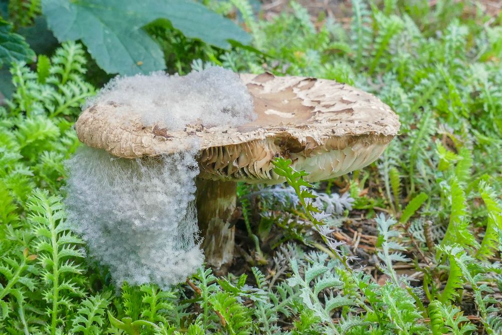 Pilz mit Rauschebart