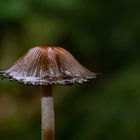 _.... Pilz mit Regenschirm (1 von 1)