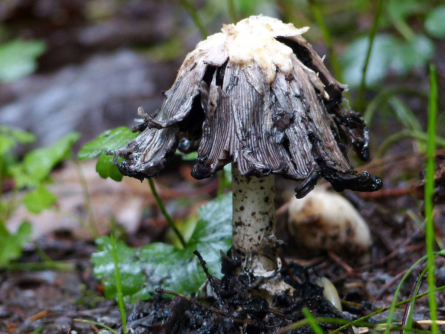 Pilz mit Sahnehäubchen