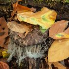 Pilz mit Schleier am Hut