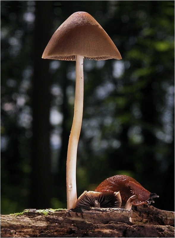 Pilz mit Schnecke