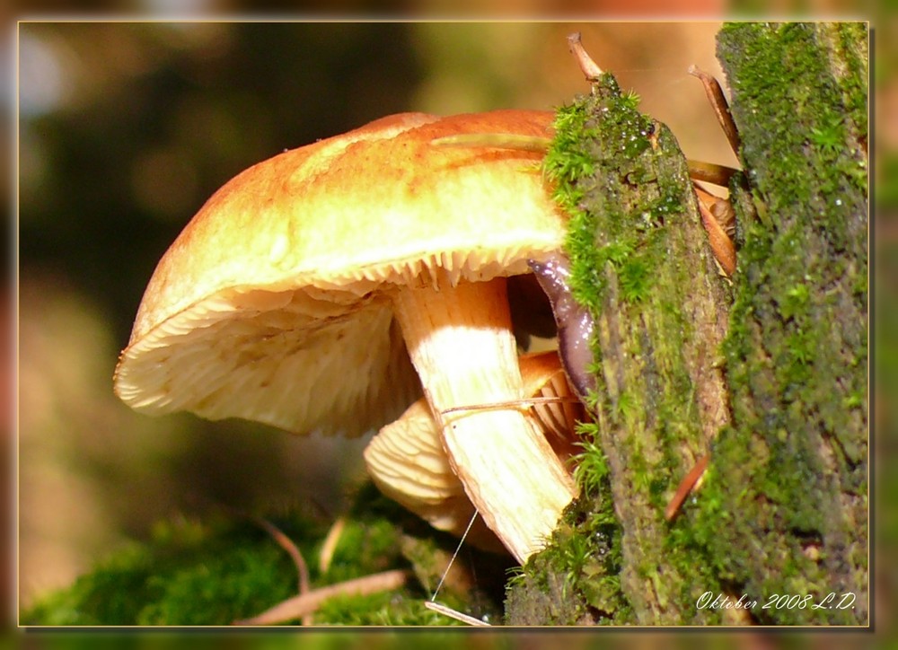 Pilz mit Schnecke