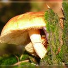 Pilz mit Schnecke