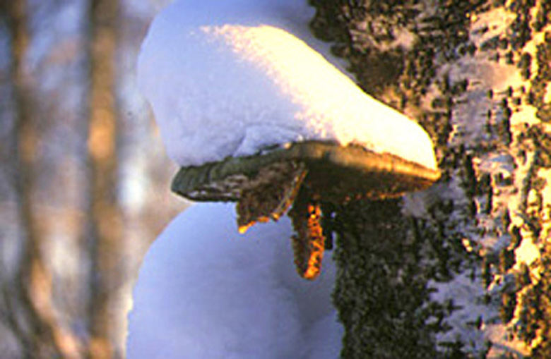 Pilz mit Schneehaube