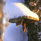 Pilz mit Schneehaube