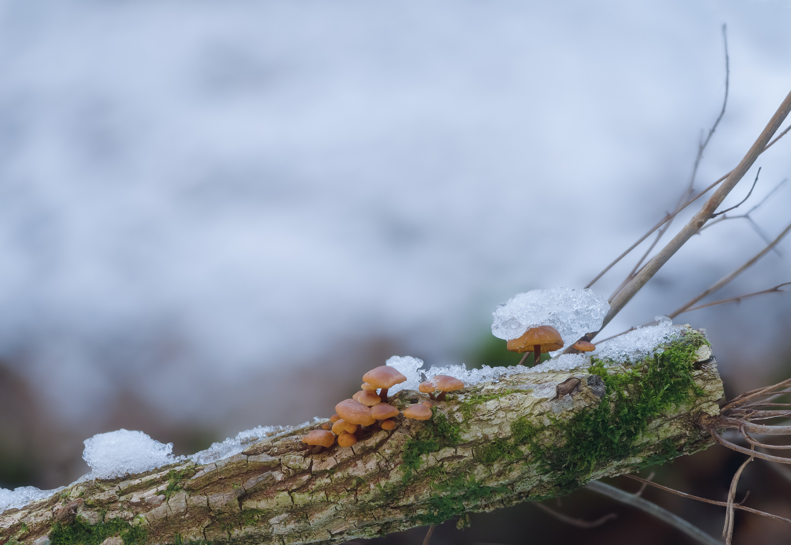 Pilz mit Schneehütchen 