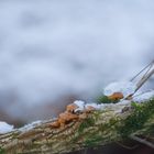 Pilz mit Schneehütchen 