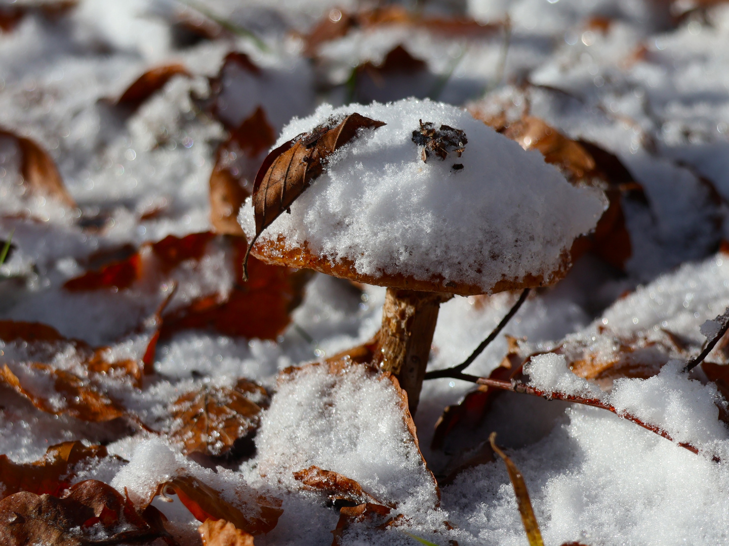 Pilz mit Schneehut