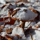 Pilz mit Schneehut