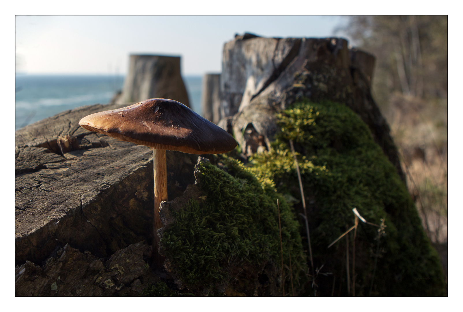 Pilz mit Seeblick