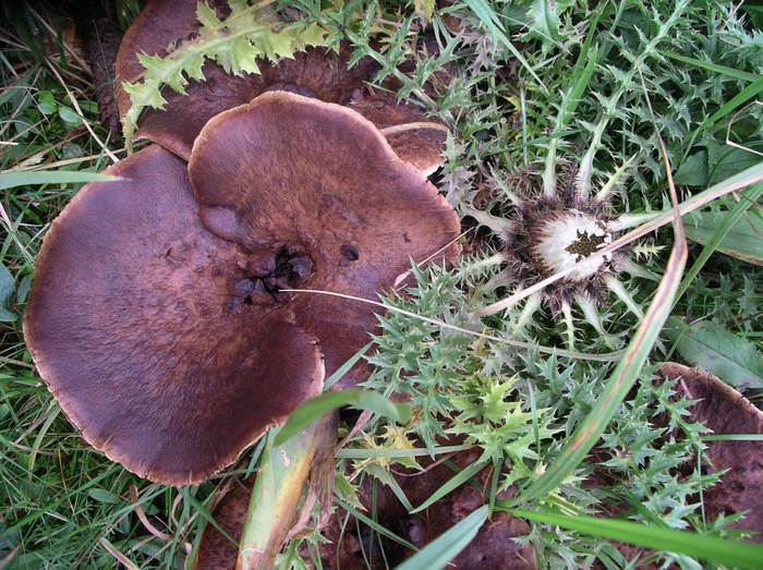 Pilz mit Silberdistel