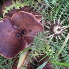 Pilz mit Silberdistel