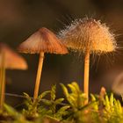 Pilz mit Sporen