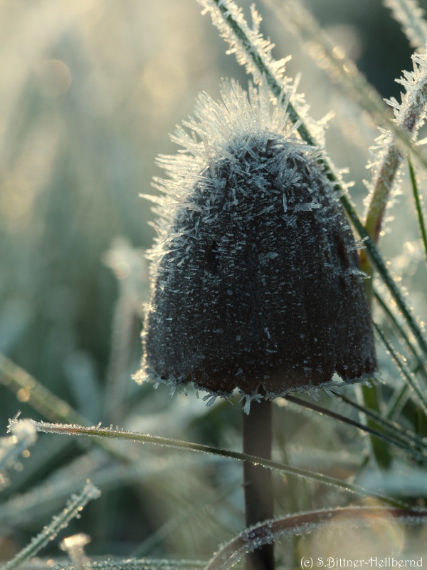 Pilz mit Stoppel Frisur