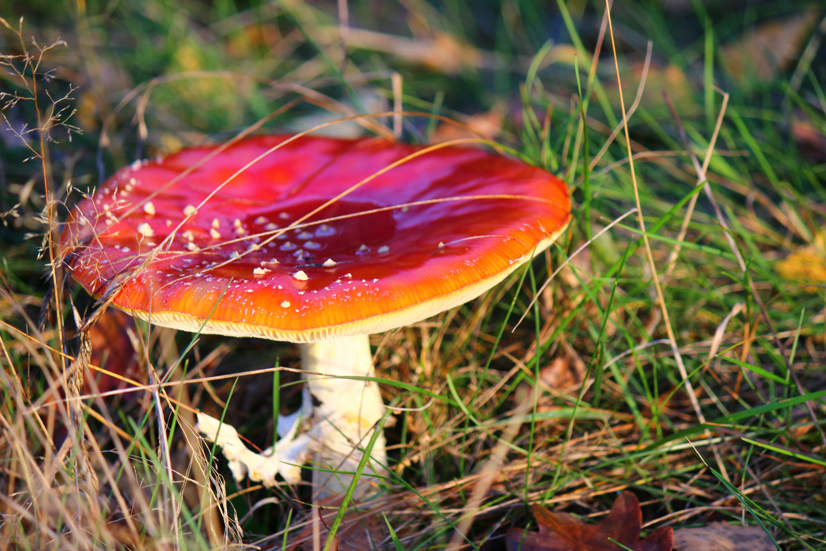 Pilz mit wasser