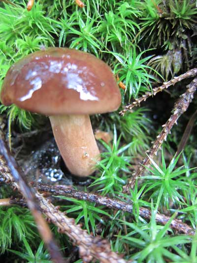 Pilz mit Wasser überzogen