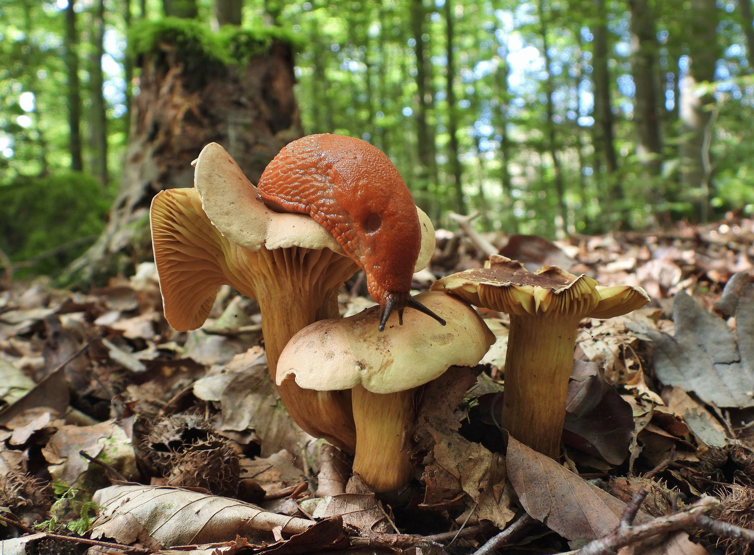 Pilz mit Wegschnecke 