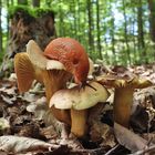 Pilz mit Wegschnecke 