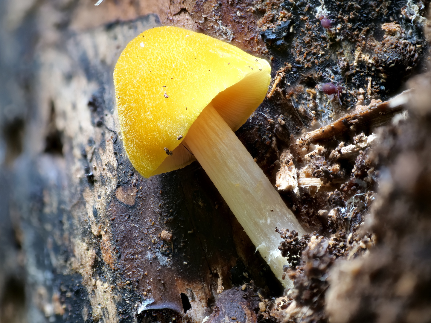 Pilz mit zwei roten Kugelspringer