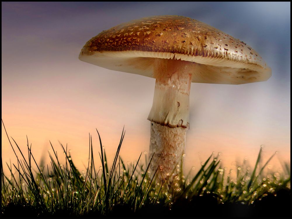 Pilz mystisch..