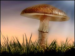 Pilz mystisch..
