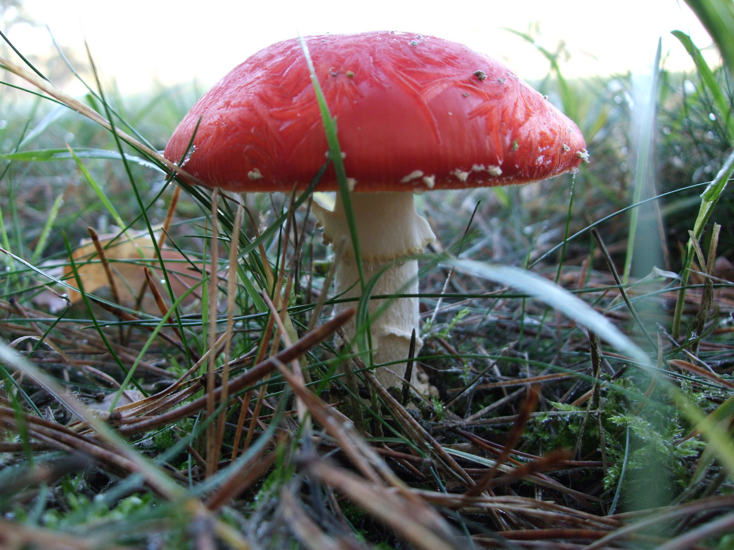 Pilz nach dem ersten Frost