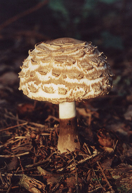 Pilz Name?