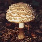 Pilz Name?