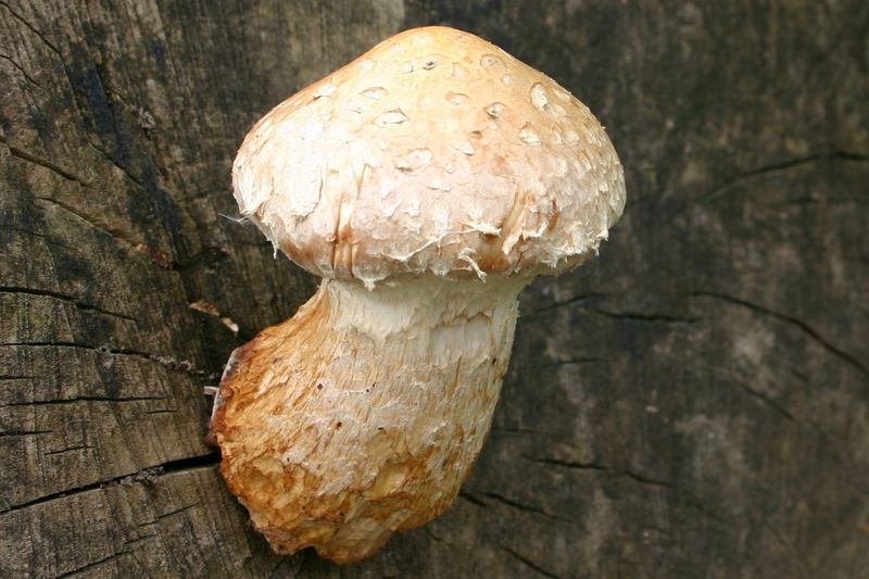 Pilz oder Baumpilz