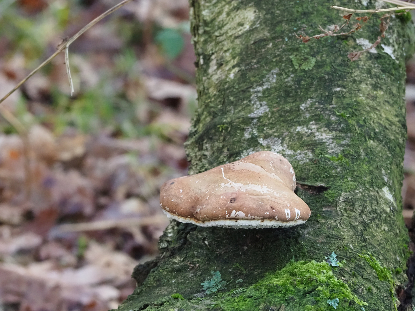 Pilz oder Fahrradsattel 