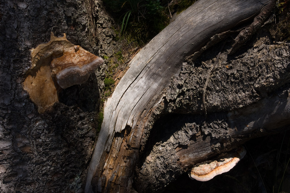 Pilz oder Harz III