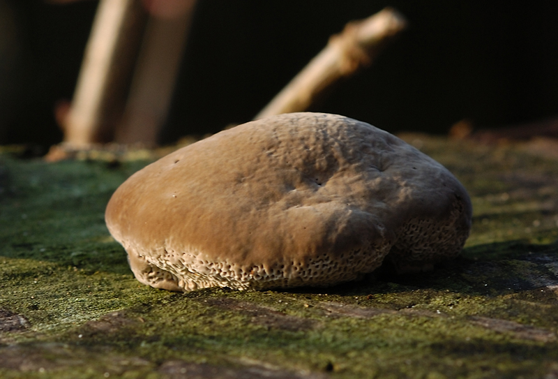 Pilz oder Stein?