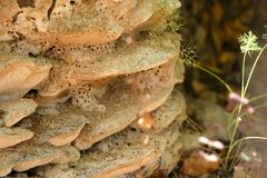 Pilz oder Termiten ?